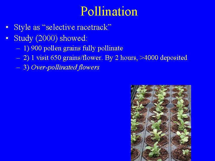 Pollination • Style as “selective racetrack” • Study (2000) showed: – 1) 900 pollen