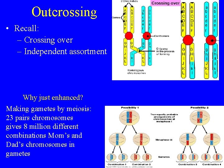 Outcrossing • Recall: – Crossing over – Independent assortment Why just enhanced? Making gametes
