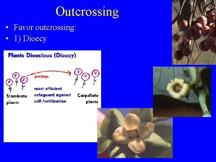 Outcrossing • Favor outcrossing: • 1) Dioecy 
