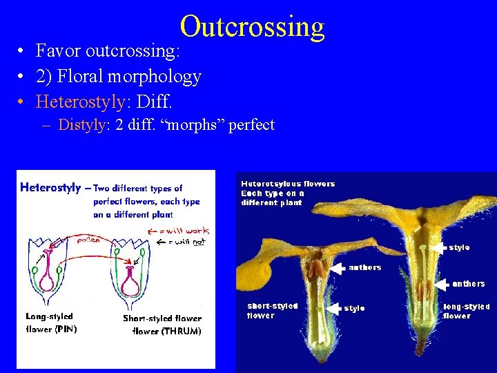 Outcrossing • Favor outcrossing: • 2) Floral morphology • Heterostyly: Diff. – Distyly: 2