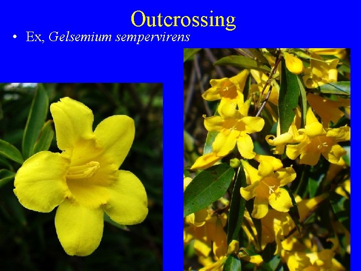 Outcrossing • Ex, Gelsemium sempervirens 