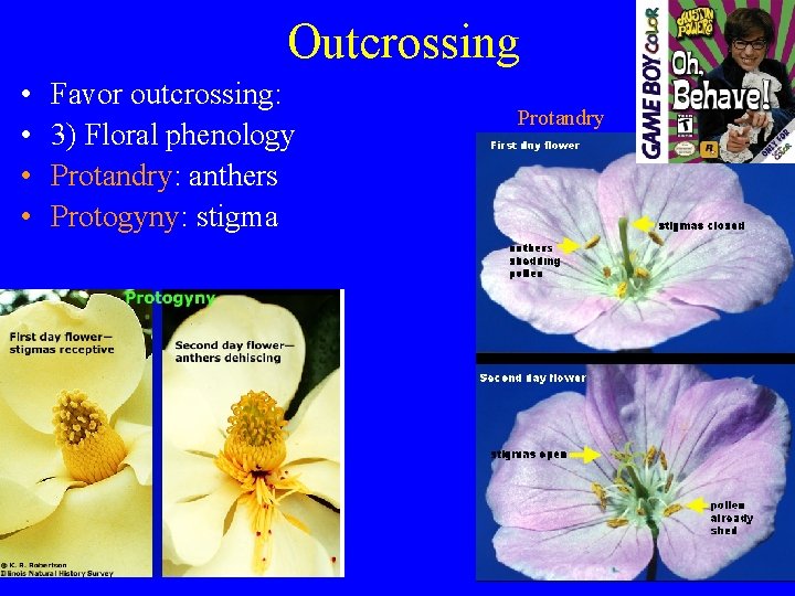 Outcrossing • • Favor outcrossing: 3) Floral phenology Protandry: anthers Protogyny: stigma Protandry 