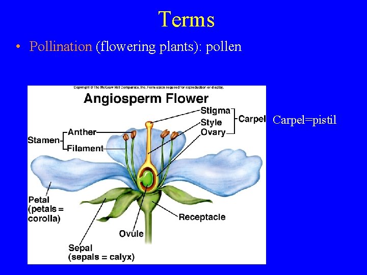 Terms • Pollination (flowering plants): pollen Carpel=pistil 