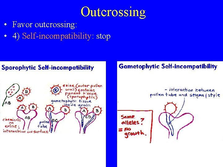 Outcrossing • Favor outcrossing: • 4) Self-incompatibility: stop 