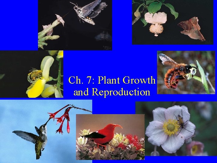 Ch. 7: Plant Growth and Reproduction 