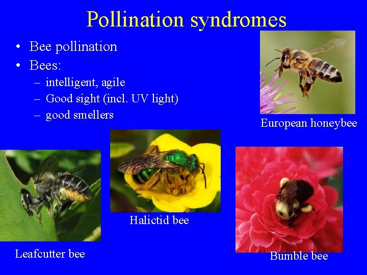 Pollination syndromes • Bee pollination • Bees: – intelligent, agile – Good sight (incl.