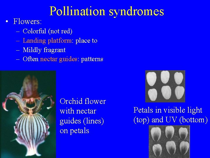  • Flowers: – – Pollination syndromes Colorful (not red) Landing platform: place to