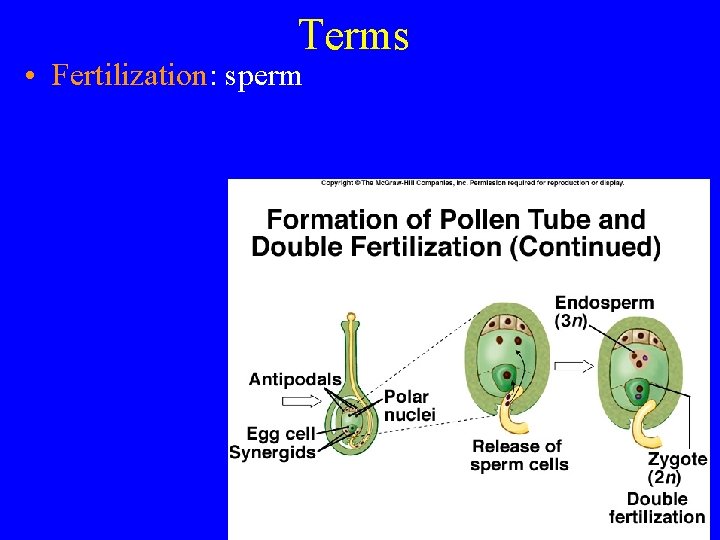 Terms • Fertilization: sperm 