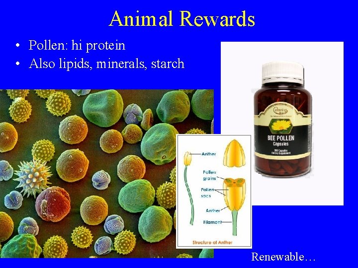 Animal Rewards • Pollen: hi protein • Also lipids, minerals, starch Renewable… 