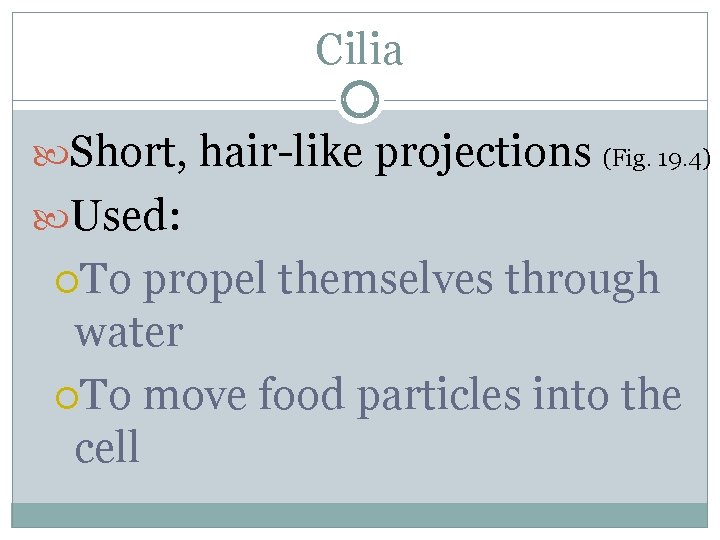 Cilia Short, hair-like projections (Fig. 19. 4) Used: To propel themselves through water To