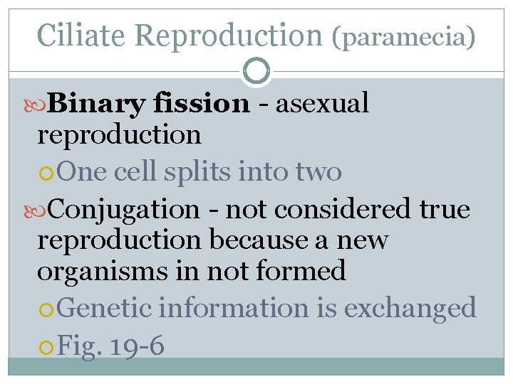 Ciliate Reproduction (paramecia) Binary fission - asexual reproduction One cell splits into two Conjugation