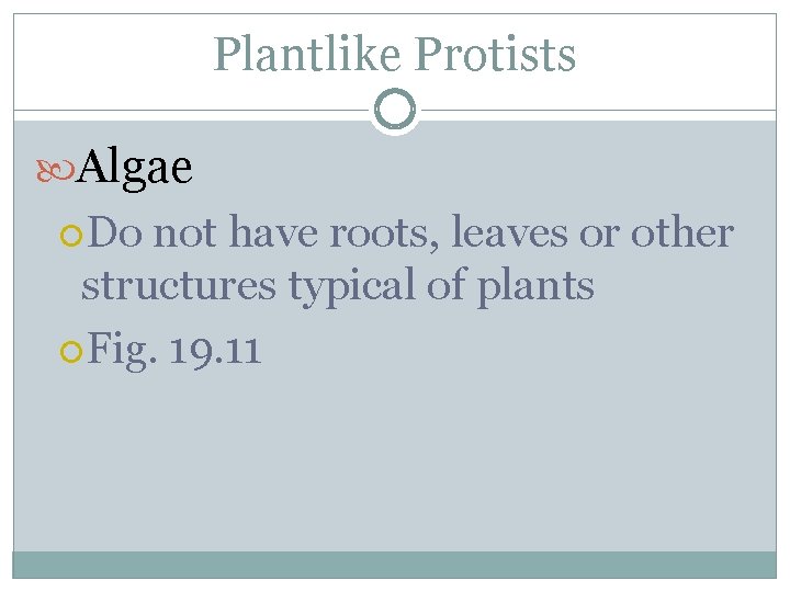 Plantlike Protists Algae Do not have roots, leaves or other structures typical of plants