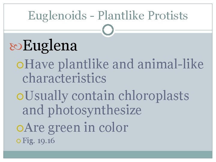 Euglenoids - Plantlike Protists Euglena Have plantlike and animal-like characteristics Usually contain chloroplasts and