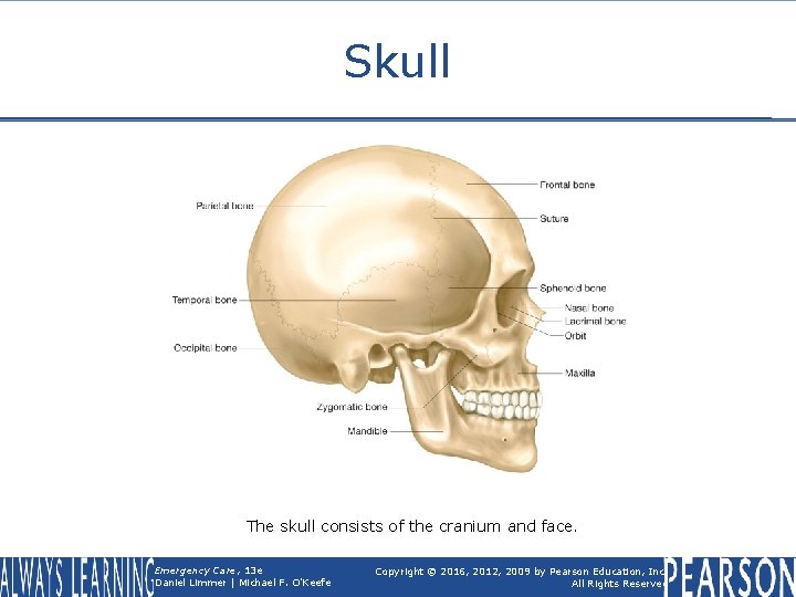 Skull The skull consists of the cranium and face. Emergency Care, 13 e Daniel