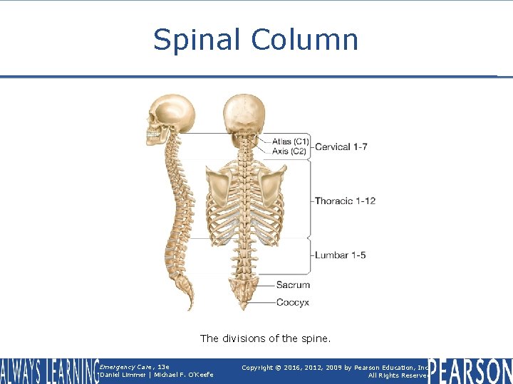 Spinal Column The divisions of the spine. Emergency Care, 13 e Daniel Limmer |