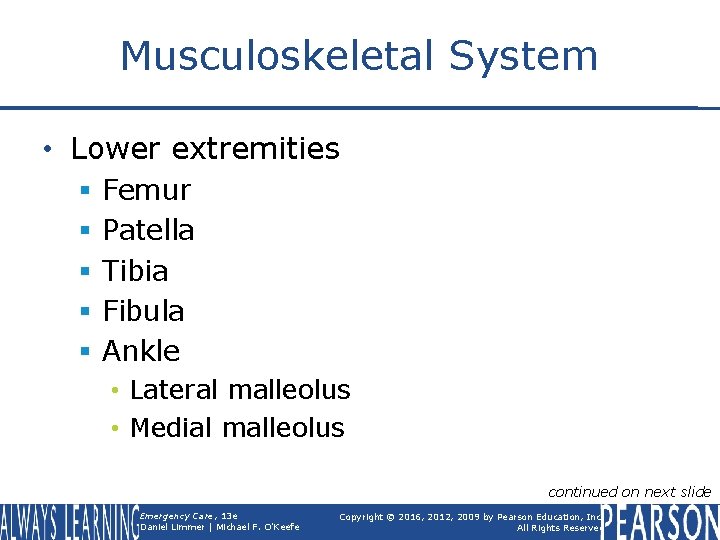 Musculoskeletal System • Lower extremities § § § Femur Patella Tibia Fibula Ankle •