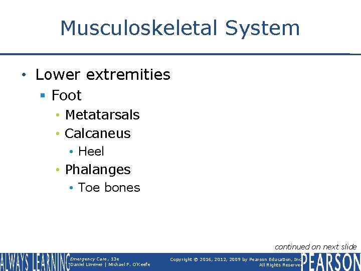 Musculoskeletal System • Lower extremities § Foot • Metatarsals • Calcaneus • Heel •