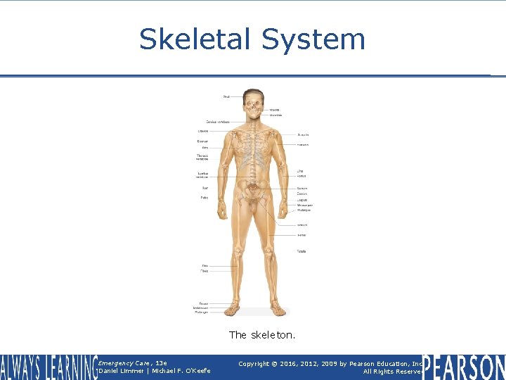 Skeletal System The skeleton. Emergency Care, 13 e Daniel Limmer | Michael F. O'Keefe