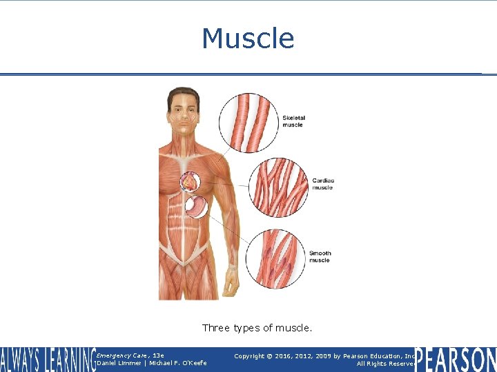 Muscle Three types of muscle. Emergency Care, 13 e Daniel Limmer | Michael F.