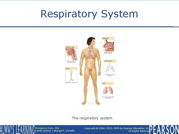 Respiratory System The respiratory system. Emergency Care, 13 e Daniel Limmer | Michael F.