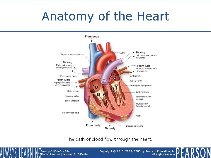 Anatomy of the Heart The path of blood flow through the heart. Emergency Care,