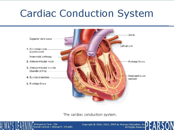 Cardiac Conduction System The cardiac conduction system. Emergency Care, 13 e Daniel Limmer |