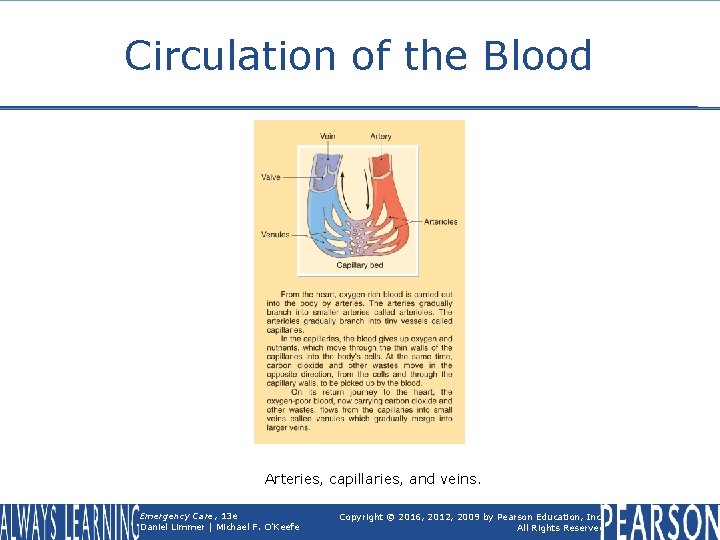 Circulation of the Blood Arteries, capillaries, and veins. Emergency Care, 13 e Daniel Limmer
