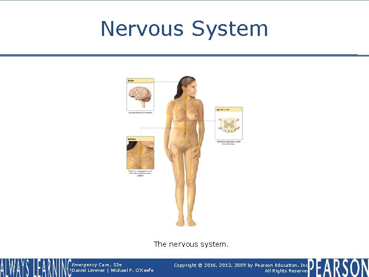 Nervous System The nervous system. Emergency Care, 13 e Daniel Limmer | Michael F.