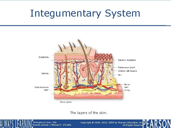 Integumentary System The layers of the skin. Emergency Care, 13 e Daniel Limmer |