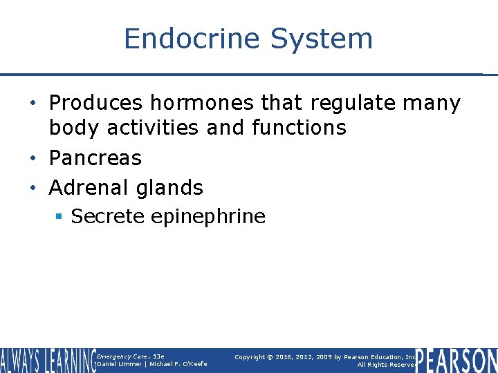 Endocrine System • Produces hormones that regulate many body activities and functions • Pancreas
