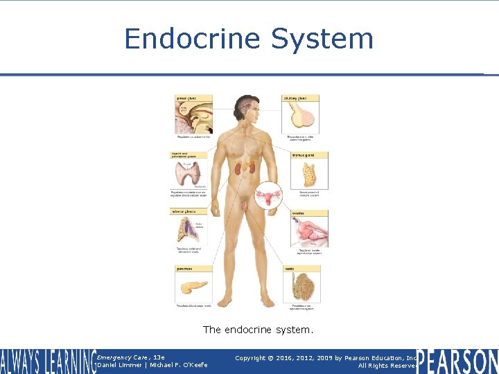Endocrine System The endocrine system. Emergency Care, 13 e Daniel Limmer | Michael F.