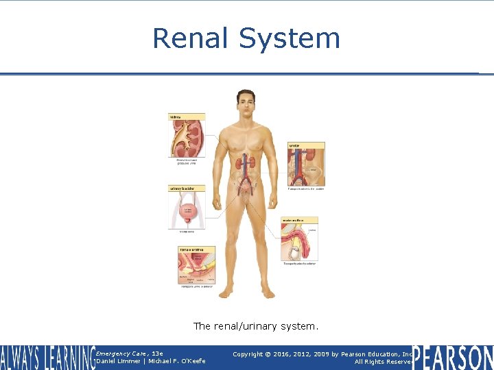 Renal System The renal/urinary system. Emergency Care, 13 e Daniel Limmer | Michael F.