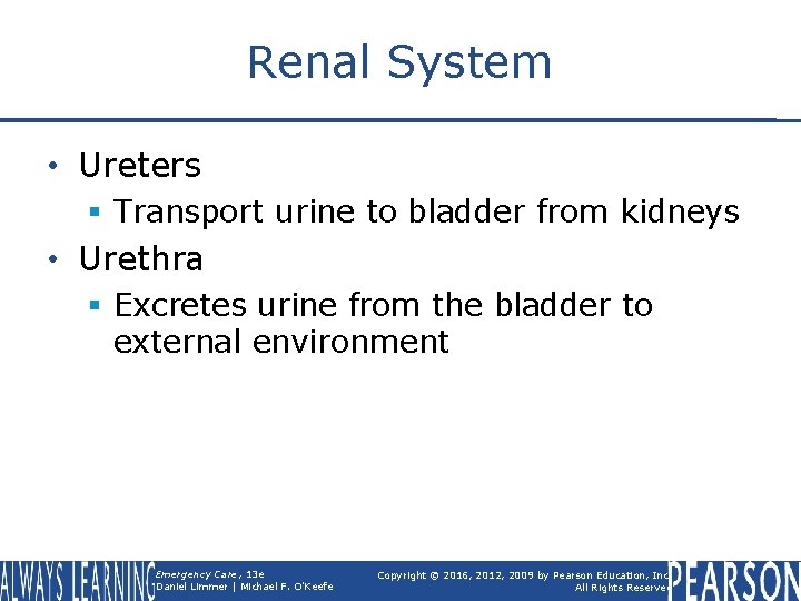 Renal System • Ureters § Transport urine to bladder from kidneys • Urethra §