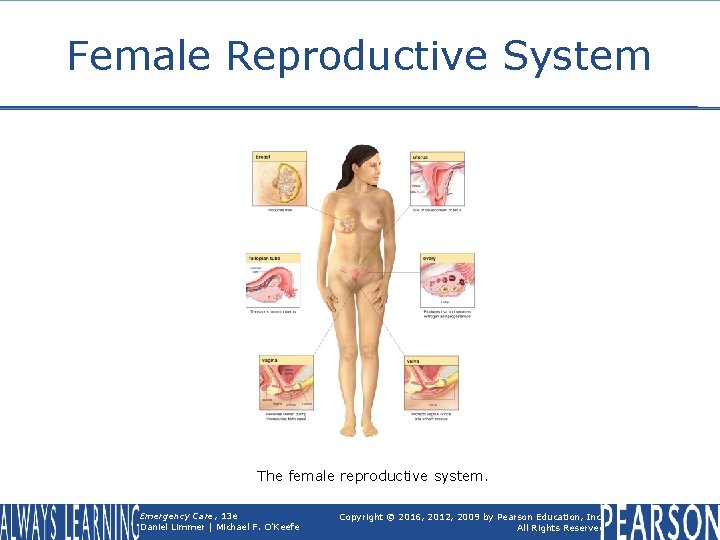 Female Reproductive System The female reproductive system. Emergency Care, 13 e Daniel Limmer |