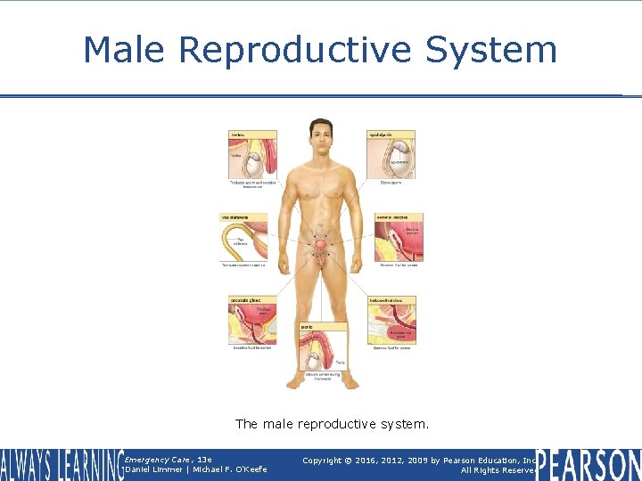 Male Reproductive System The male reproductive system. Emergency Care, 13 e Daniel Limmer |
