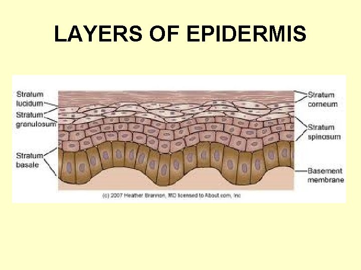 LAYERS OF EPIDERMIS 