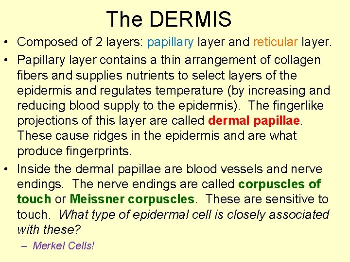 The DERMIS • Composed of 2 layers: papillary layer and reticular layer. • Papillary