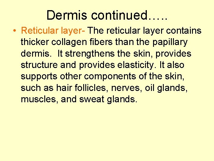 Dermis continued…. . • Reticular layer- The reticular layer contains thicker collagen fibers than