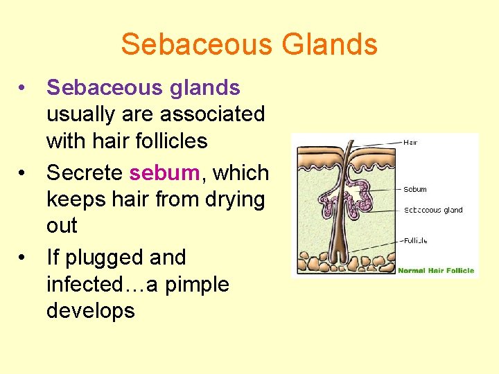 Sebaceous Glands • Sebaceous glands usually are associated with hair follicles • Secrete sebum,