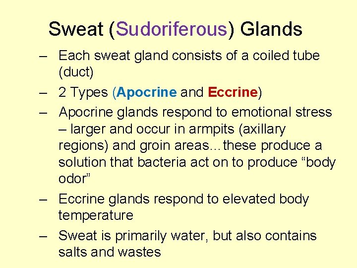 Sweat (Sudoriferous) Glands – Each sweat gland consists of a coiled tube (duct) –