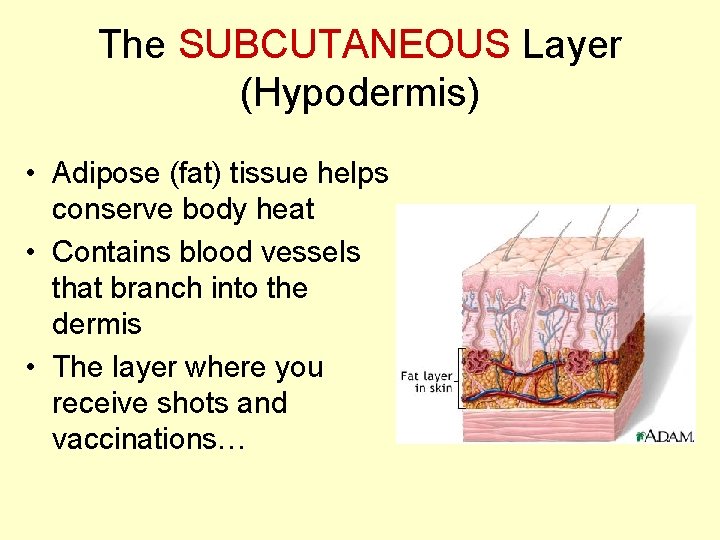 The SUBCUTANEOUS Layer (Hypodermis) • Adipose (fat) tissue helps conserve body heat • Contains