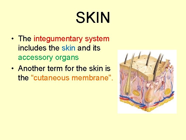 SKIN • The integumentary system includes the skin and its accessory organs • Another