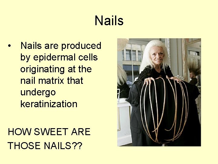 Nails • Nails are produced by epidermal cells originating at the nail matrix that