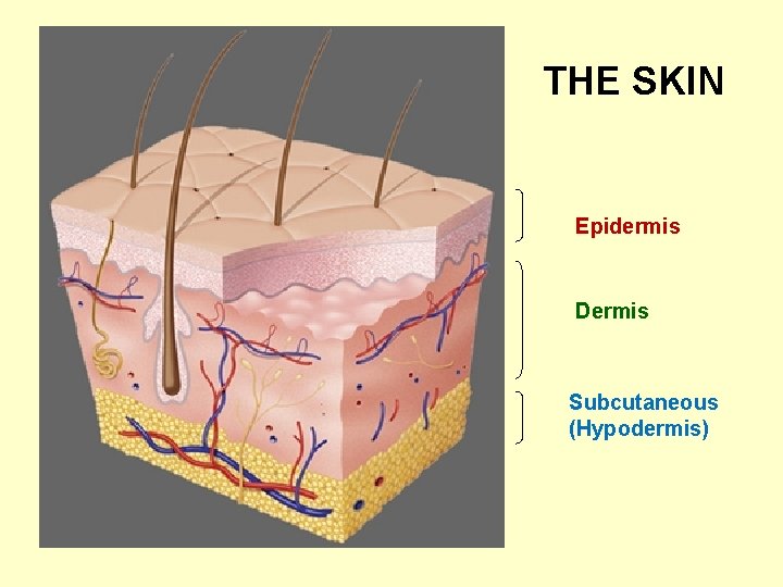 THE SKIN Epidermis Dermis Subcutaneous (Hypodermis) 