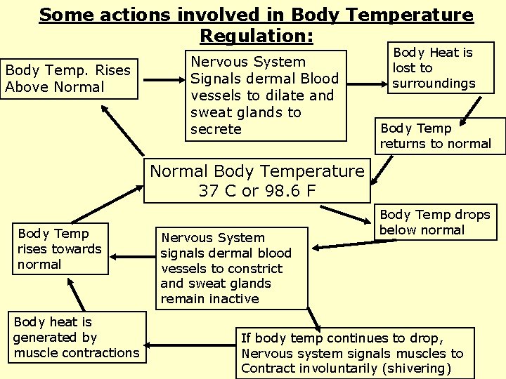 Some actions involved in Body Temperature Regulation: Body Temp. Rises Above Normal Nervous System
