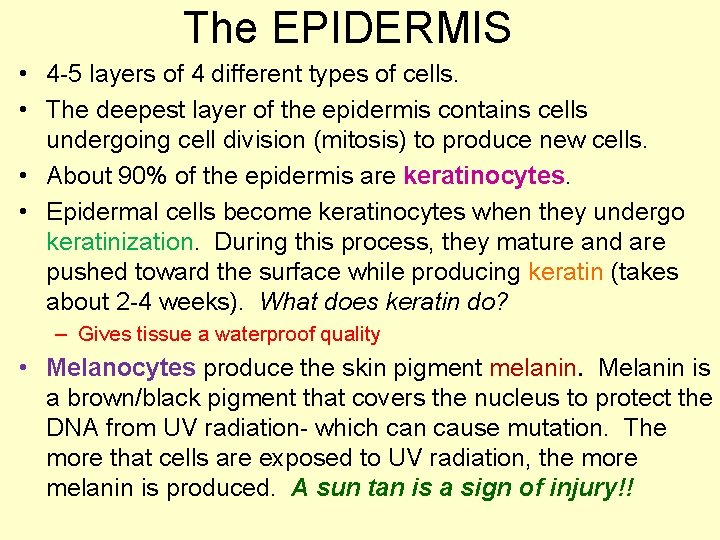 The EPIDERMIS • 4 -5 layers of 4 different types of cells. • The