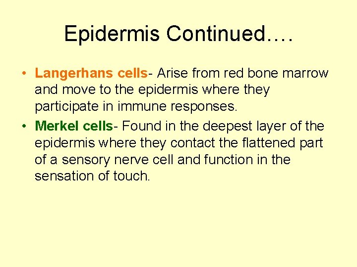 Epidermis Continued…. • Langerhans cells- Arise from red bone marrow and move to the