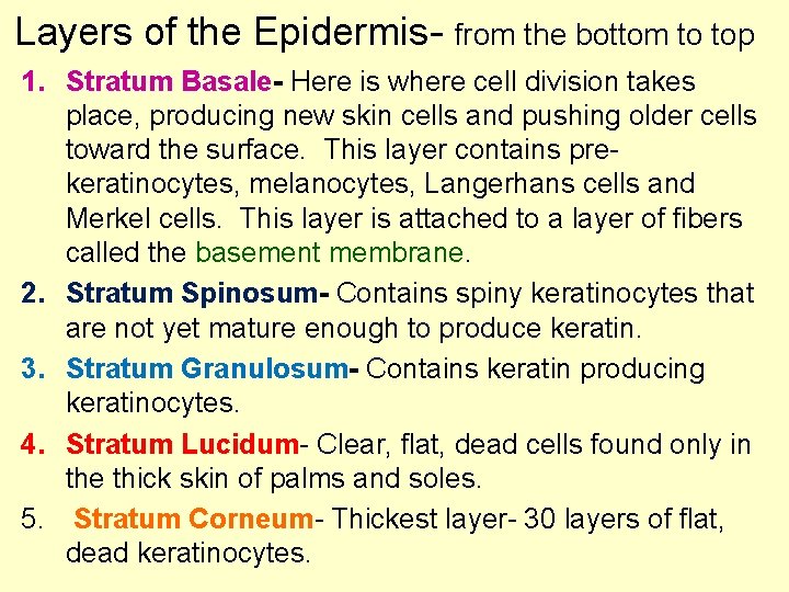 Layers of the Epidermis- from the bottom to top 1. Stratum Basale- Here is