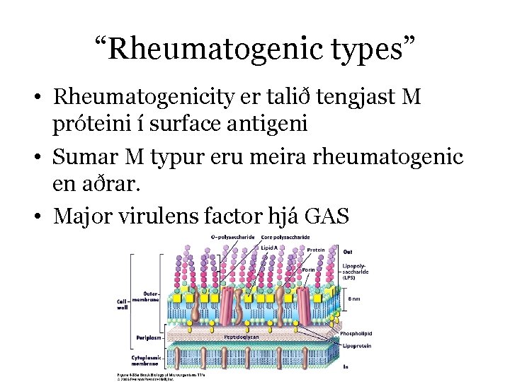 “Rheumatogenic types” • Rheumatogenicity er talið tengjast M próteini í surface antigeni • Sumar