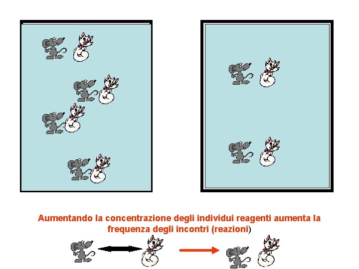 Aumentando la concentrazione degli individui reagenti aumenta la frequenza degli incontri (reazioni) 